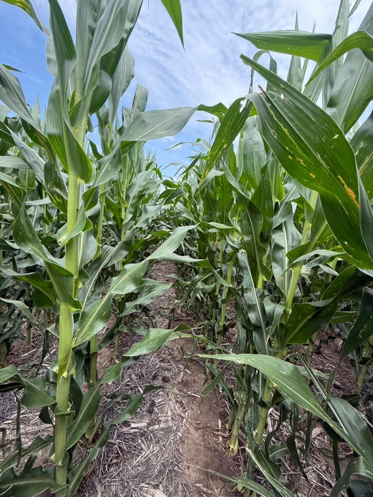 Healthy corn canopy in a treated field