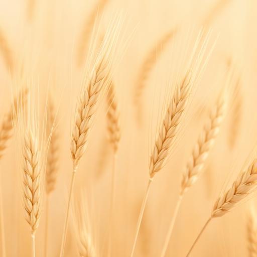 Wheat